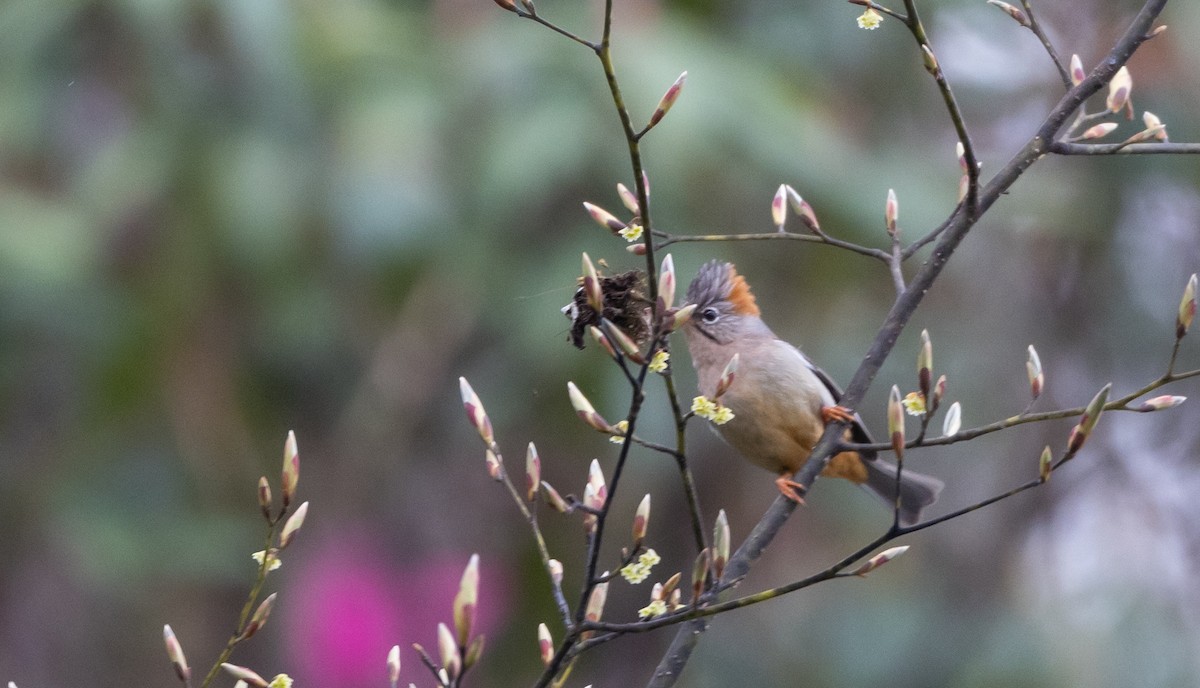 Rufous-vented Yuhina - ML641263749