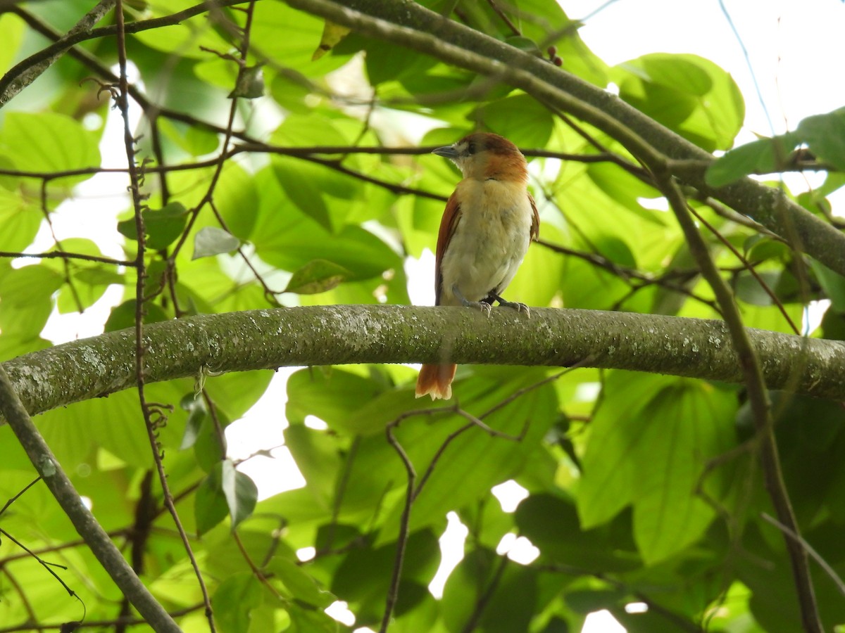 Cinereous Becard - ML641263771