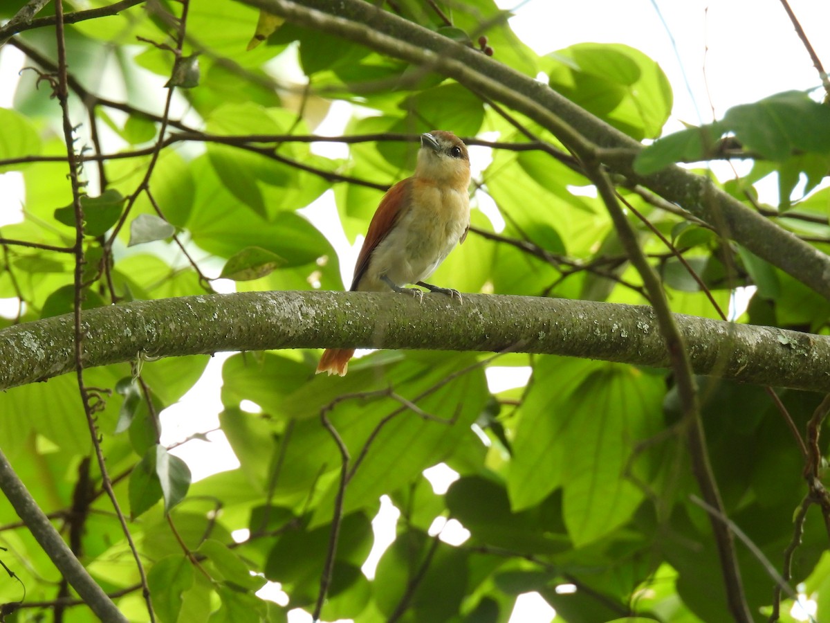 Cinereous Becard - ML641263772