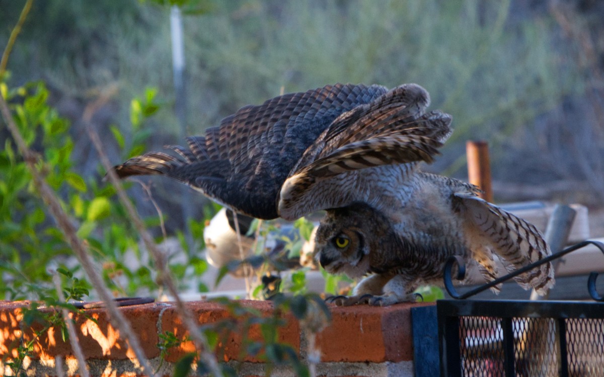 Great Horned Owl - ML641263799