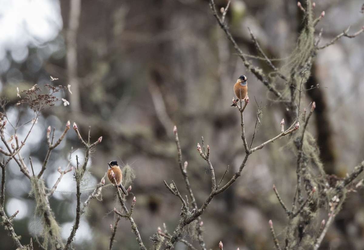 Black-browed Tit (Rufous-fronted) - ML641263855