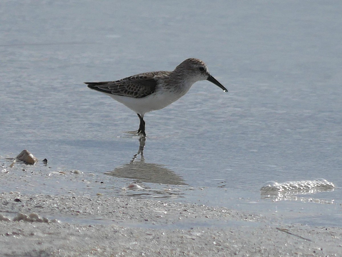 Western Sandpiper - ML641263860