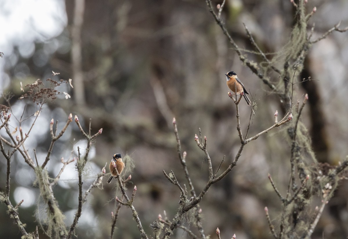 Black-browed Tit (Rufous-fronted) - ML641263861