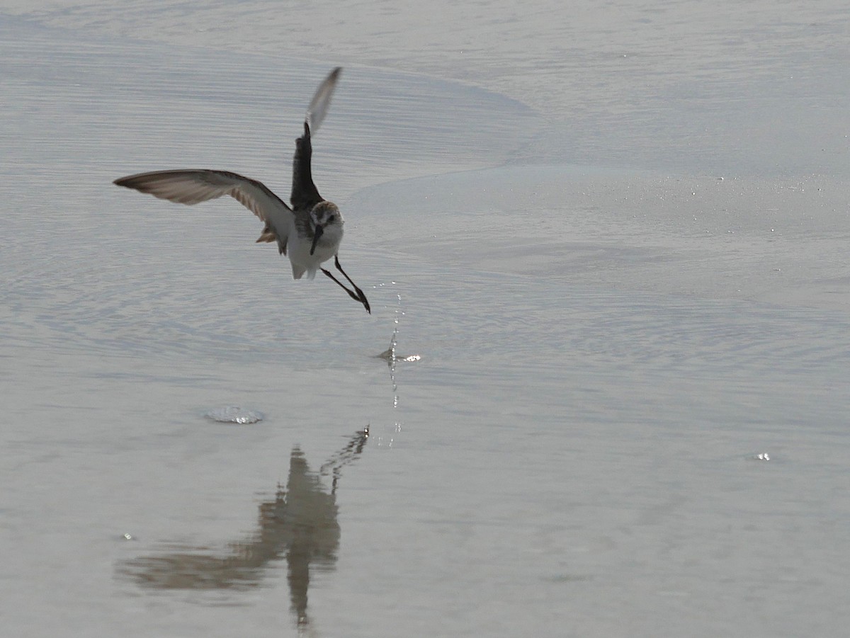 Western Sandpiper - ML641263862