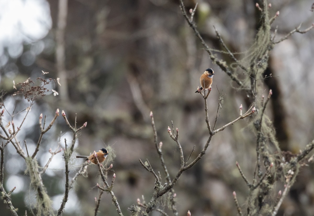 Black-browed Tit (Rufous-fronted) - ML641263863