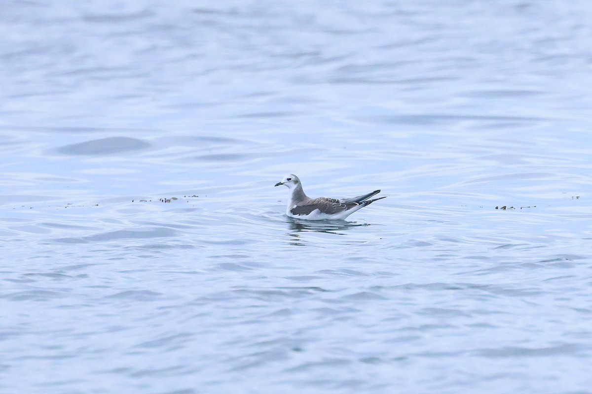 Sabine's Gull - ML641263874