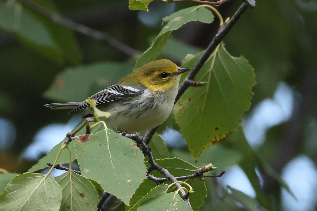 Black-throated Green Warbler - ML641263875