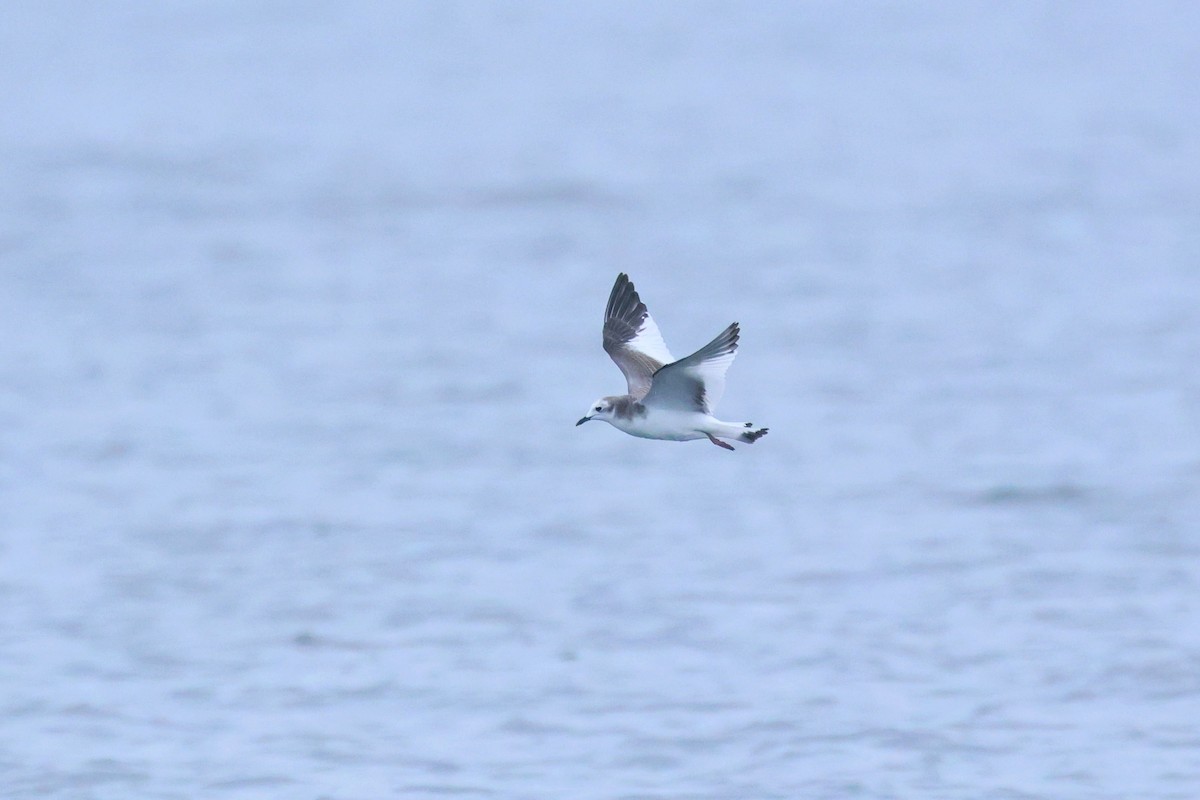 Sabine's Gull - ML641263878