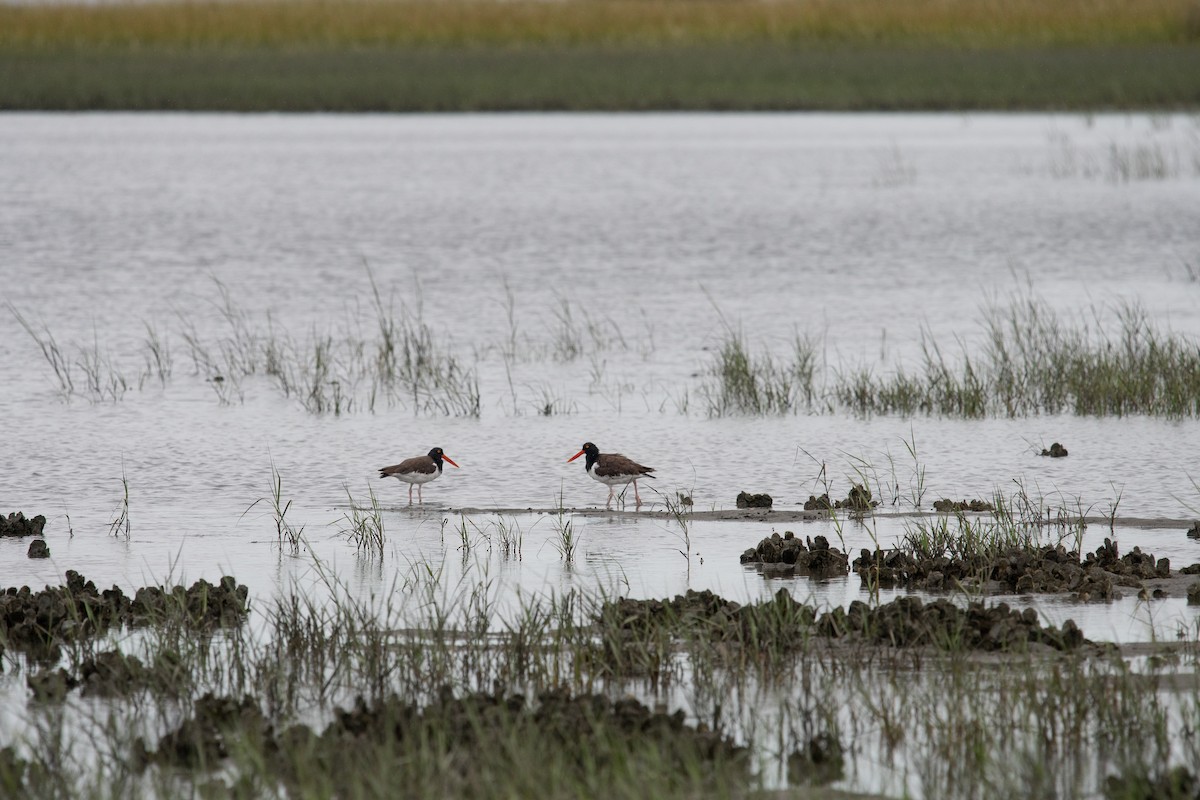 American Oystercatcher - ML641263881