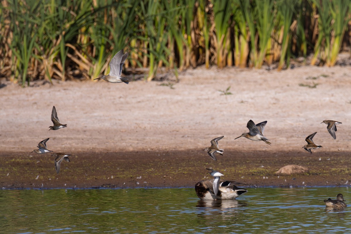 Short-billed Dowitcher - ML641263884