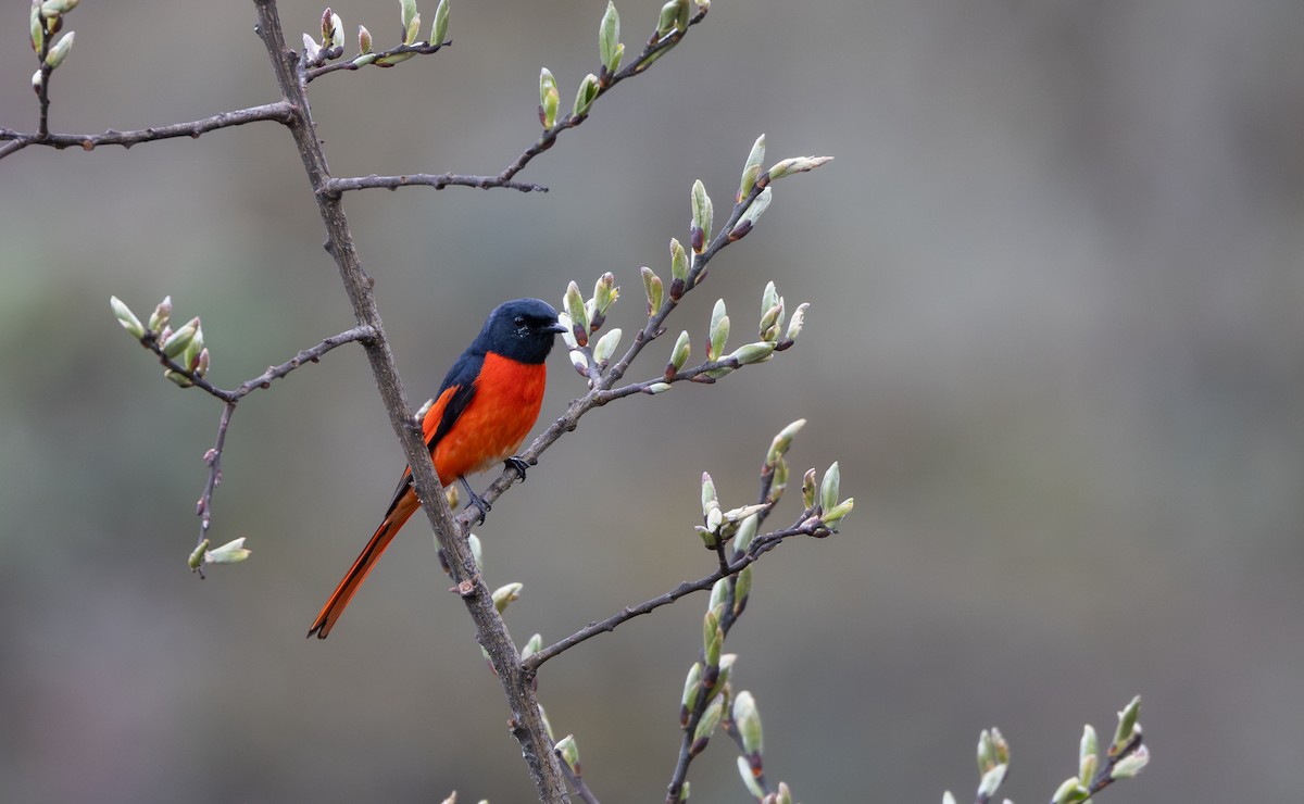 Long-tailed Minivet - ML641263885