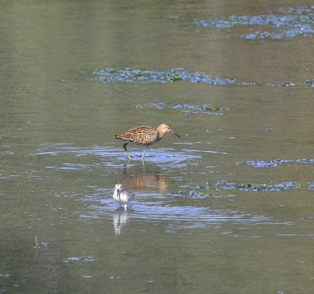 Ноцоо элсэг - ML641263888