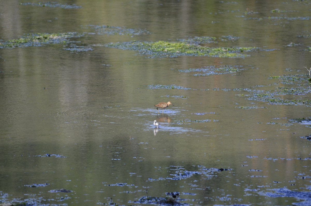 Ноцоо элсэг - ML641263889