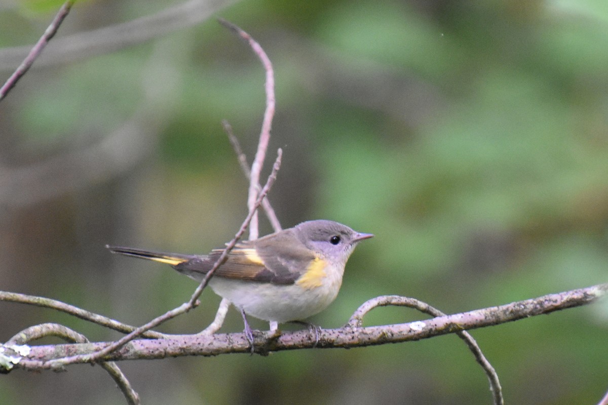American Redstart - ML641263890