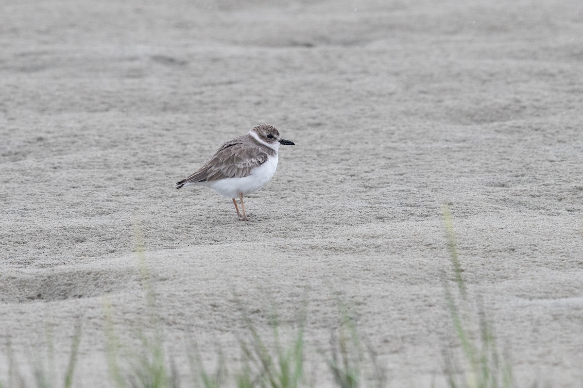 Wilson's Plover - ML641263891