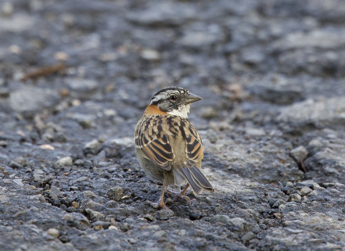 Rufous-collared Sparrow - ML641263892