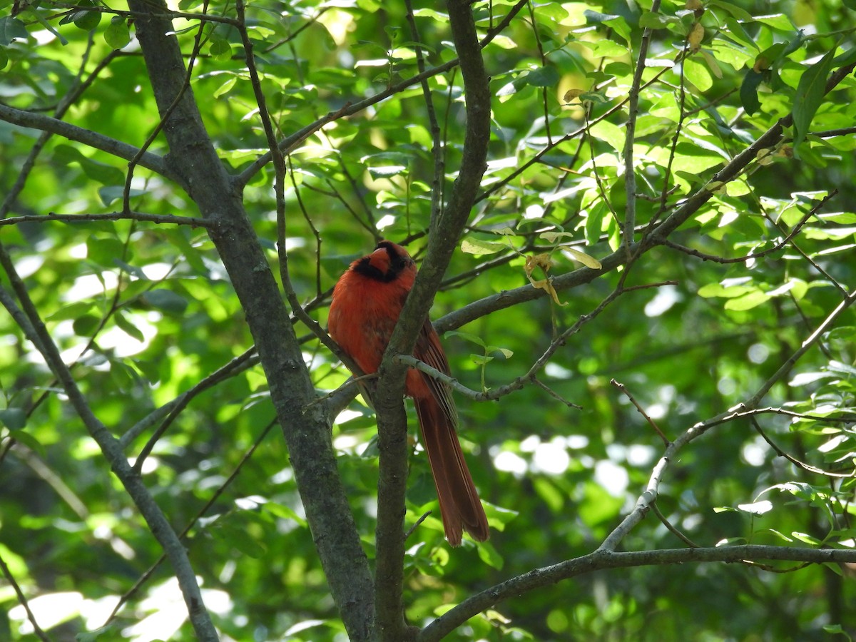 Northern Cardinal - ML641263897