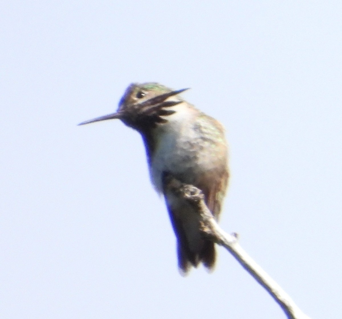 Calliope Hummingbird - ML641263899