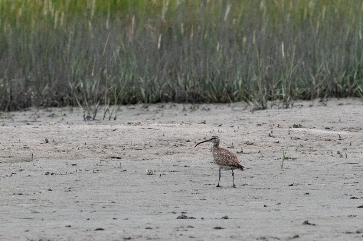 Whimbrel - ML641263900