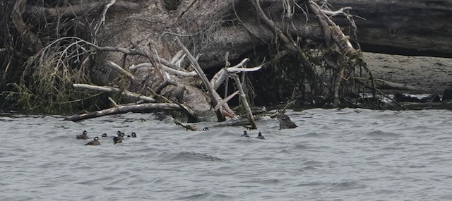 Harlequin Duck - ML641263901