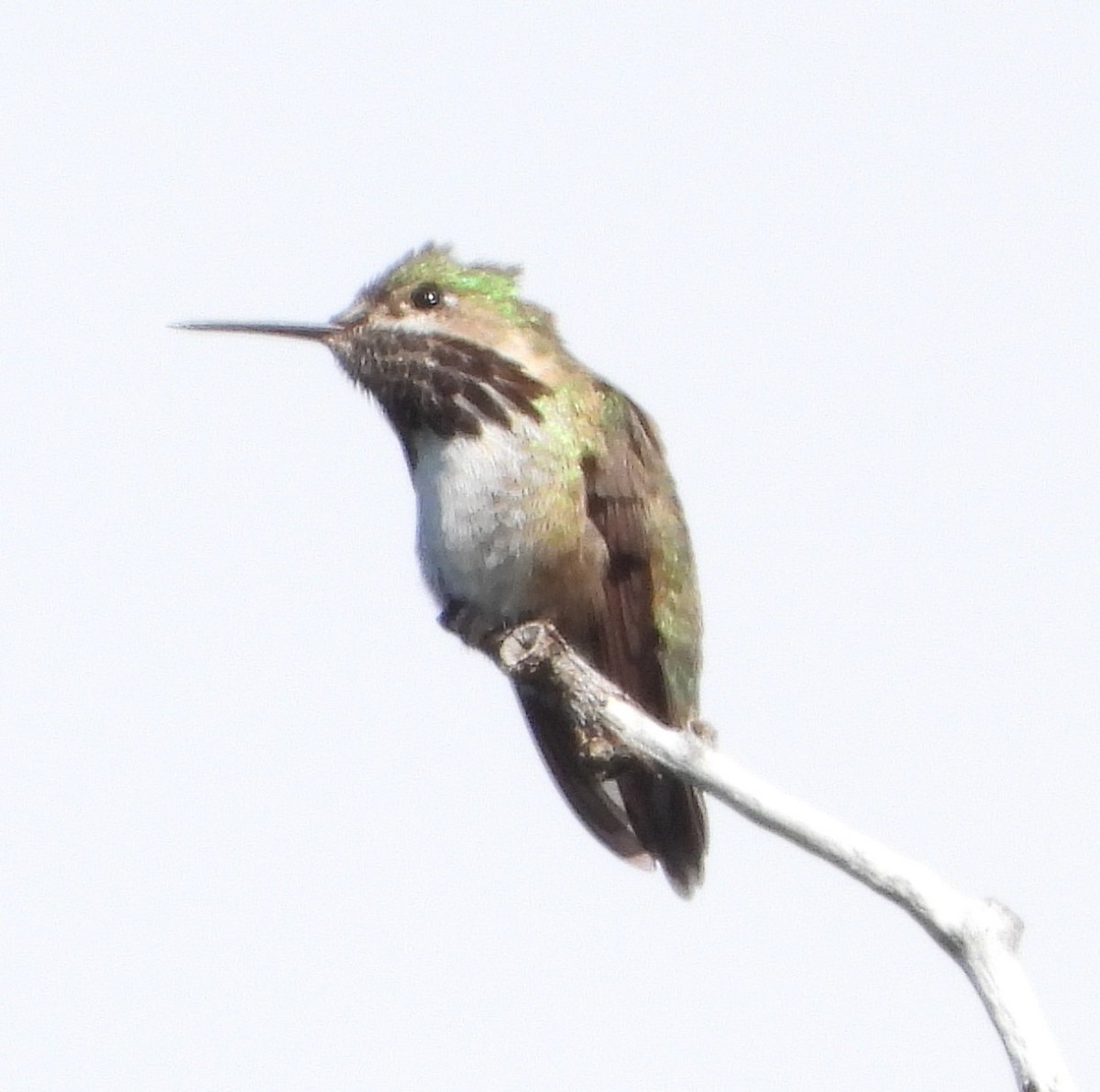 Calliope Hummingbird - ML641263903