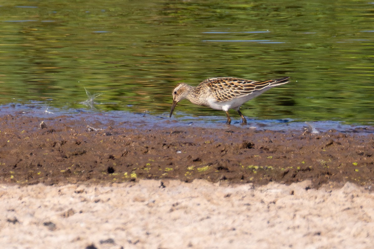 Pectoral Sandpiper - ML641263906