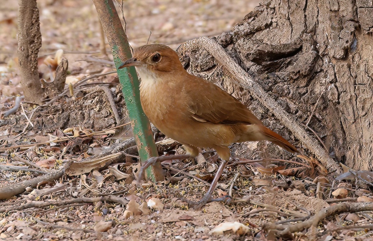 Rufous Hornero - ML641263909