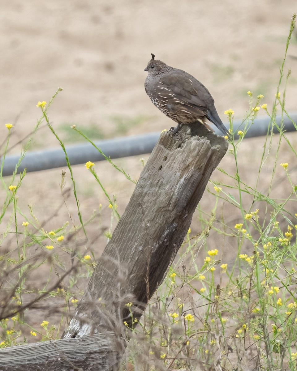 Galeper kaliforniarra - ML641263919