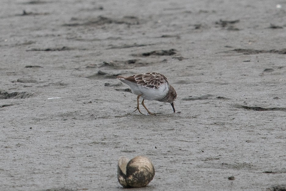 Least Sandpiper - ML641263929