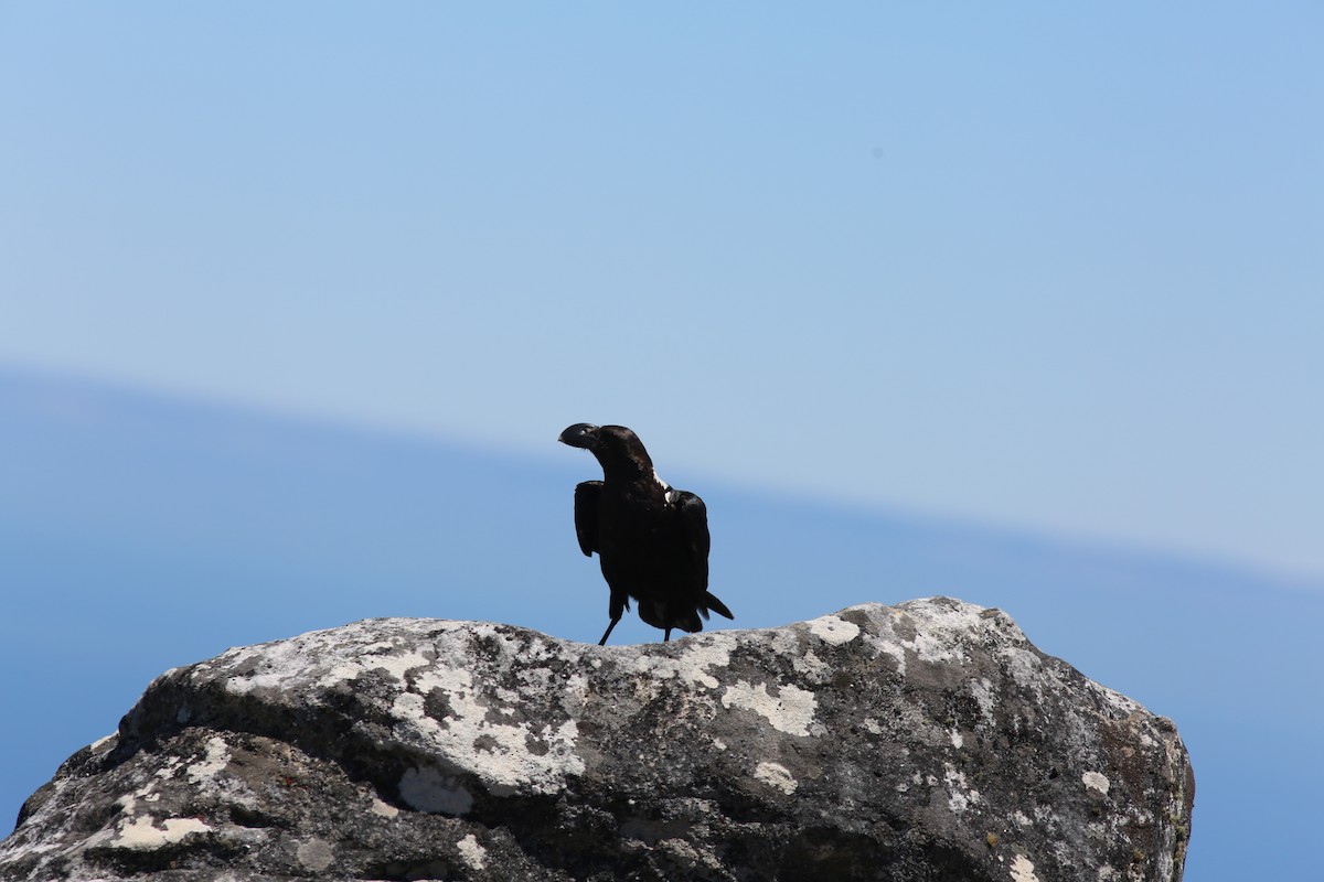 White-necked Raven - ML641263935
