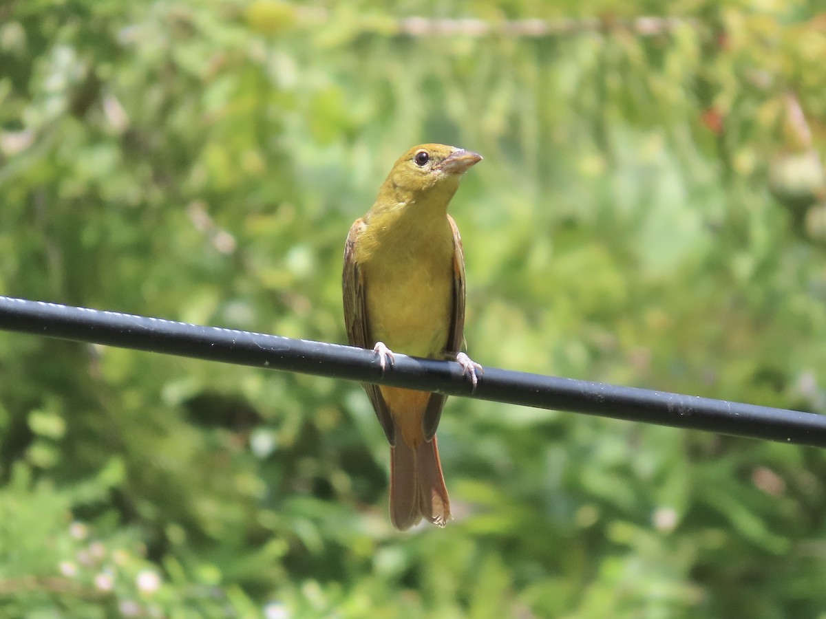 sommerpiranga - ML641263943