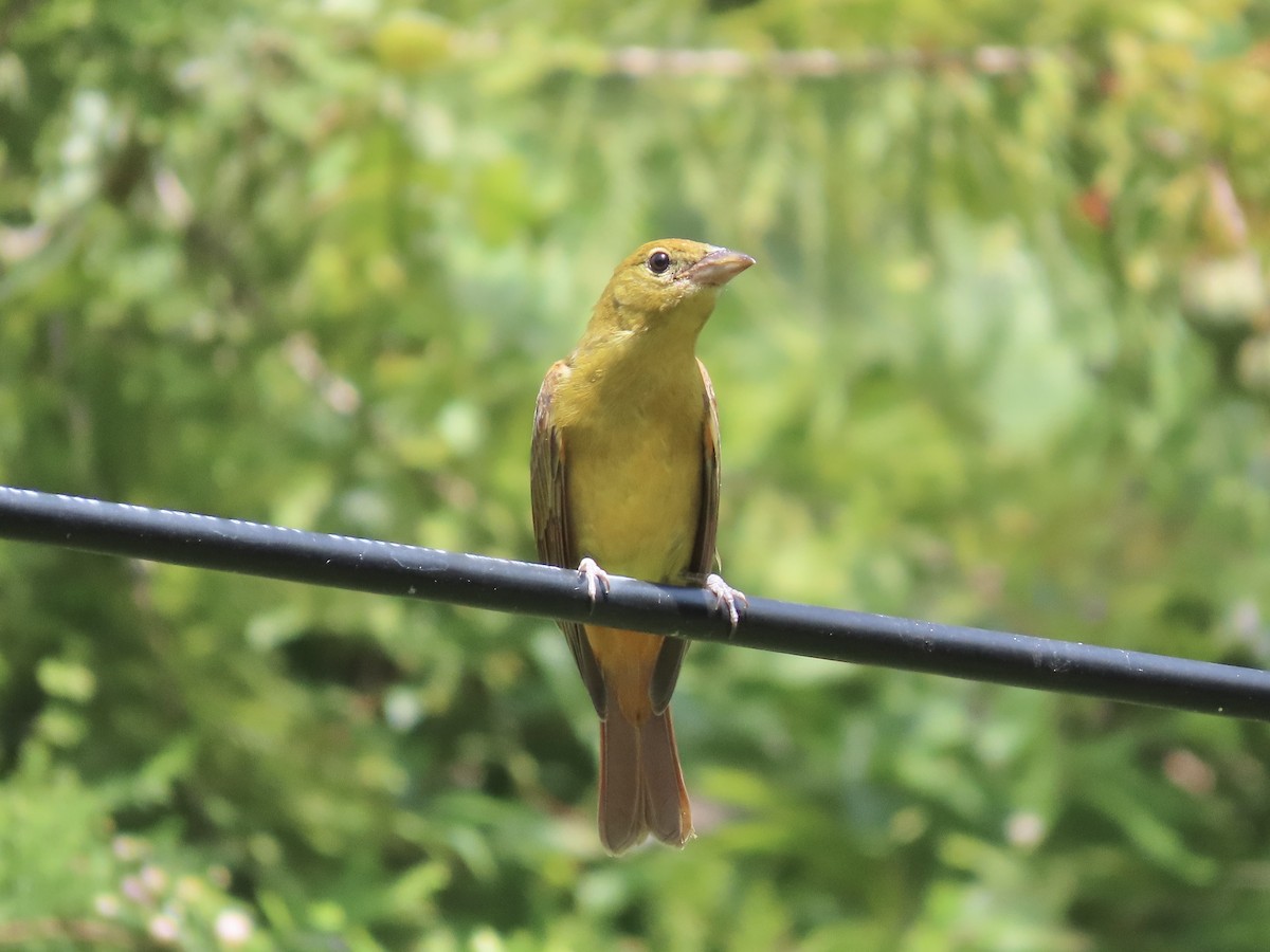 sommerpiranga - ML641263945