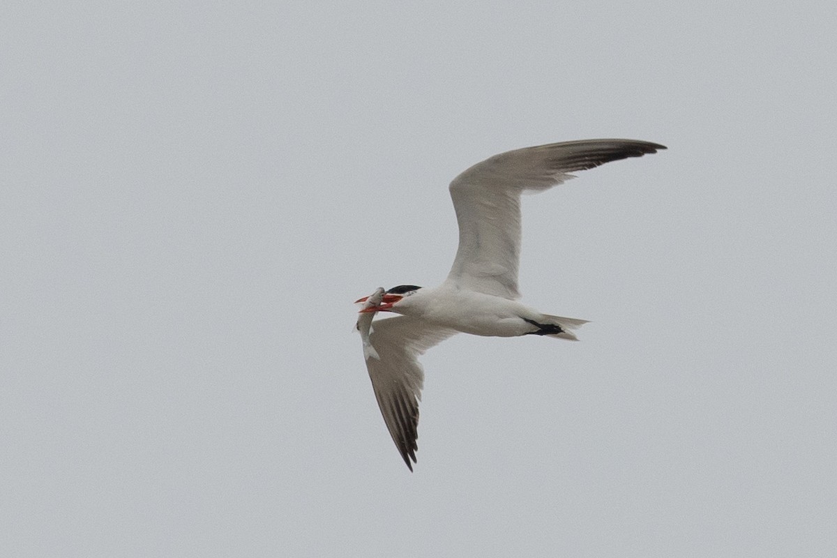 Caspian Tern - ML641263946