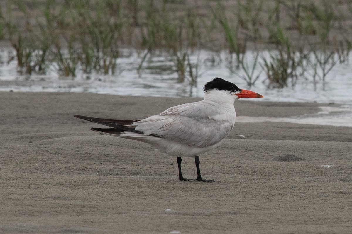Caspian Tern - ML641263947