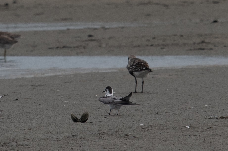 Black Tern - ML641263954