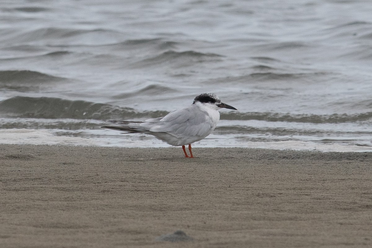 Forster's Tern - ML641263969