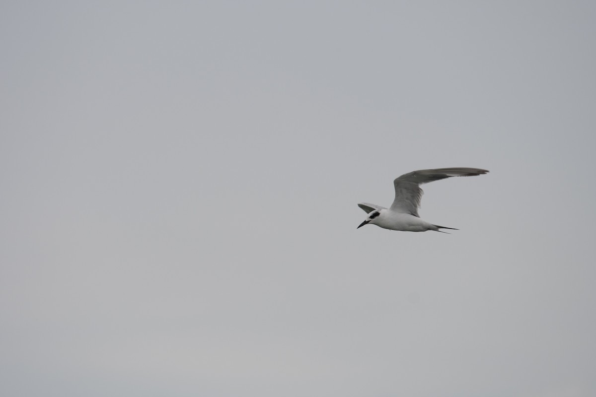 Forster's Tern - ML641263970