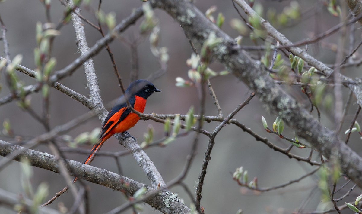 Minivet rouge - ML641263973