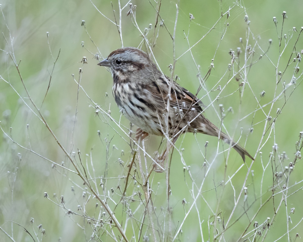 Song Sparrow - ML641263982