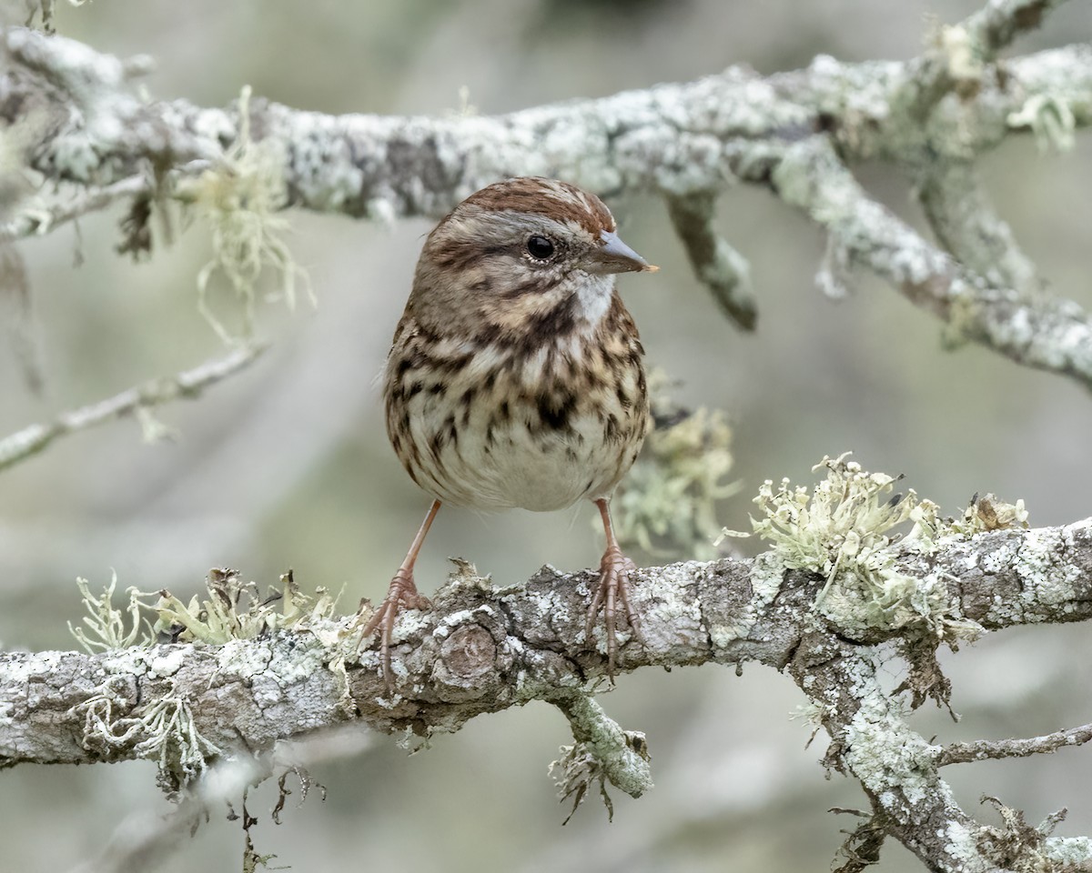 Song Sparrow - ML641263983