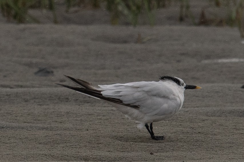 Sandwich Tern - ML641264003
