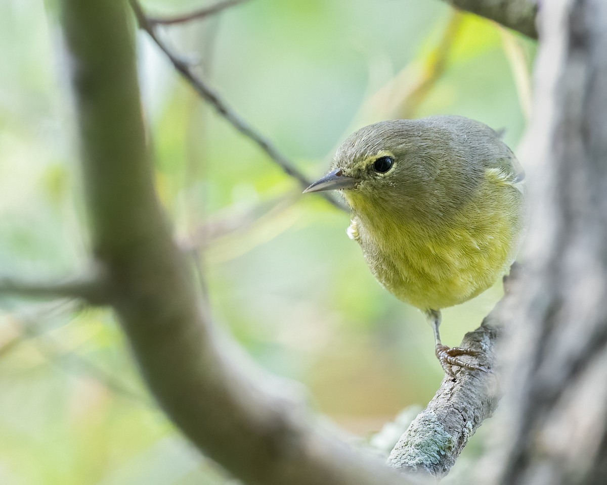 Orange-crowned Warbler - ML641264004