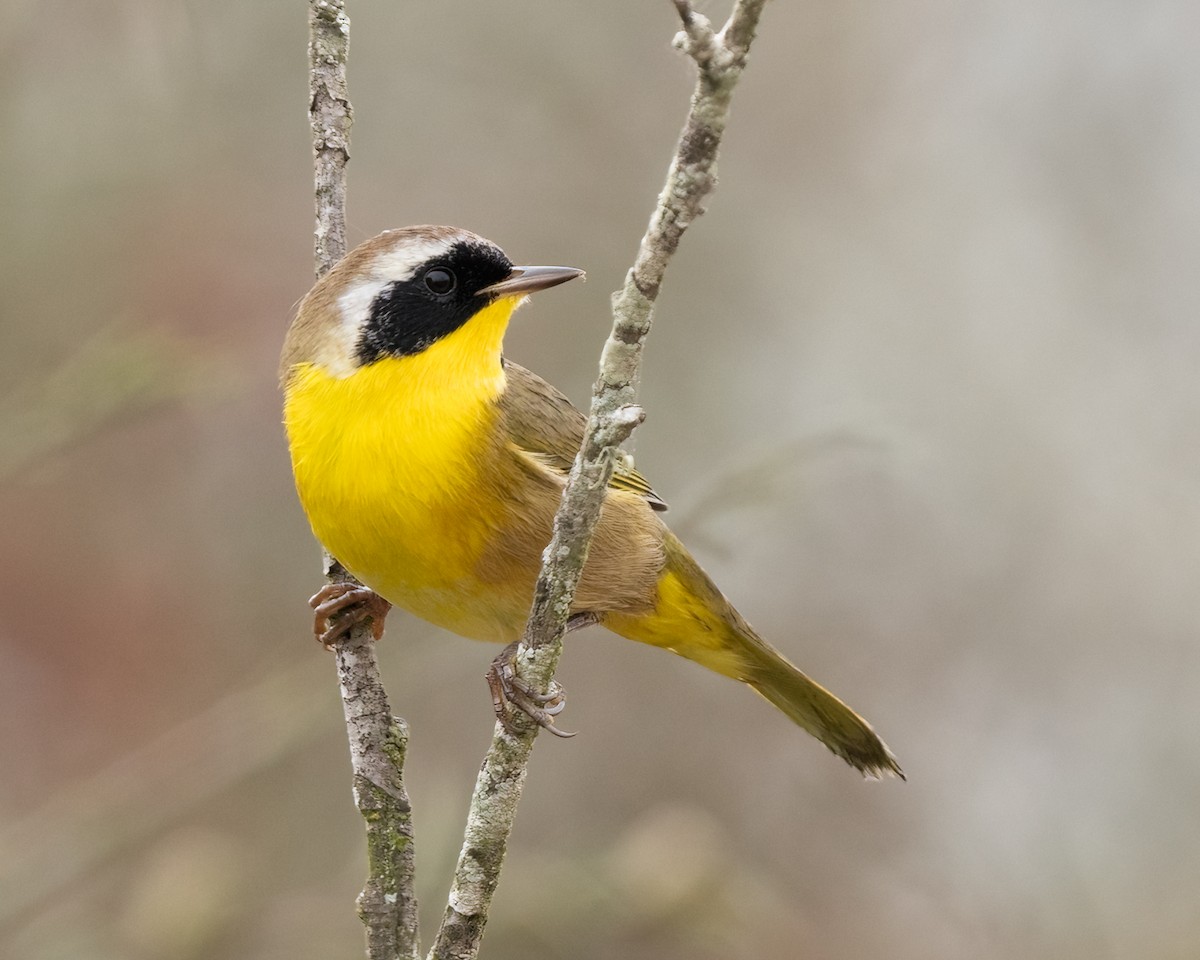 Common Yellowthroat - ML641264018