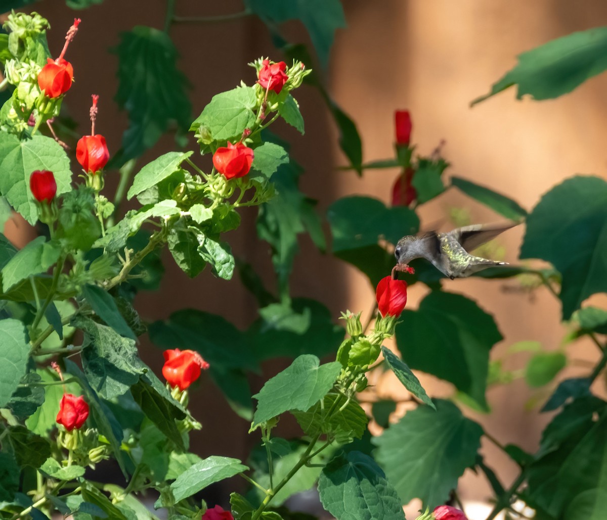 rubinstrupekolibri - ML641264028