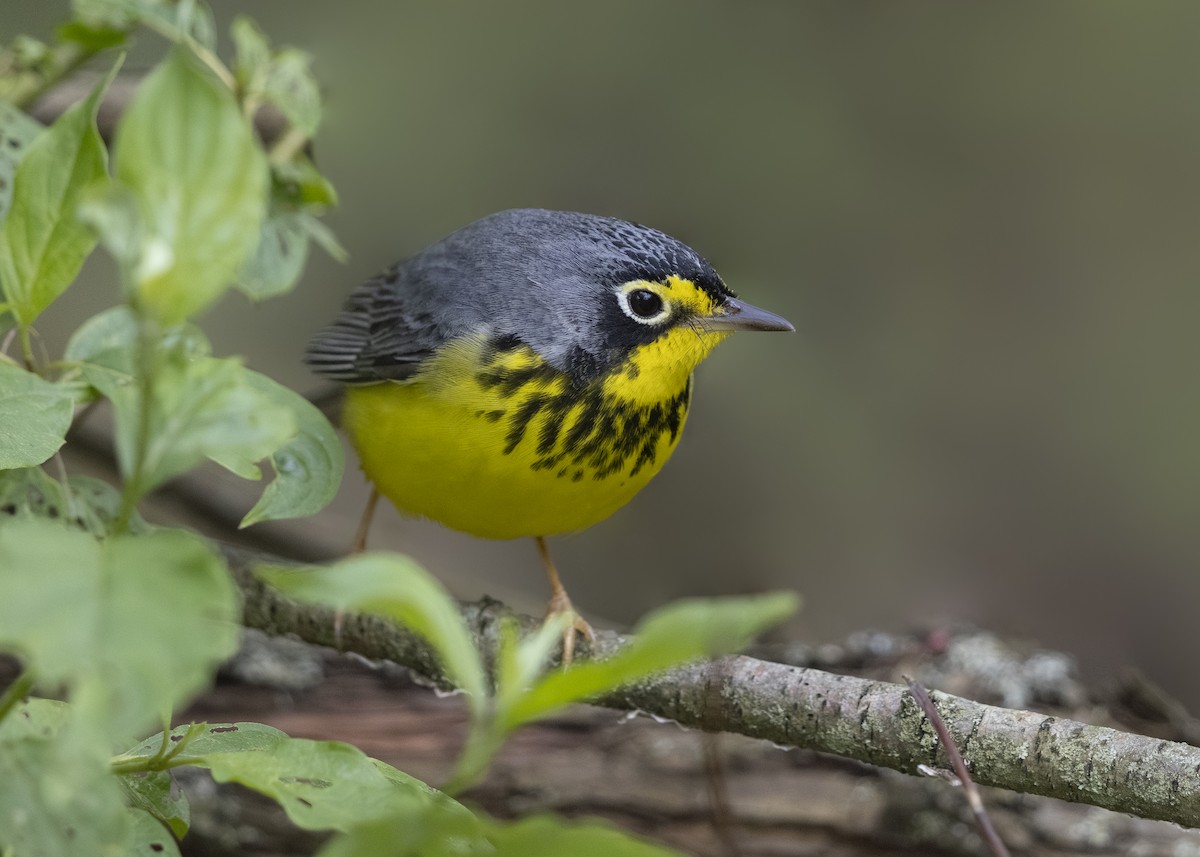 Canada Warbler - ML641264043