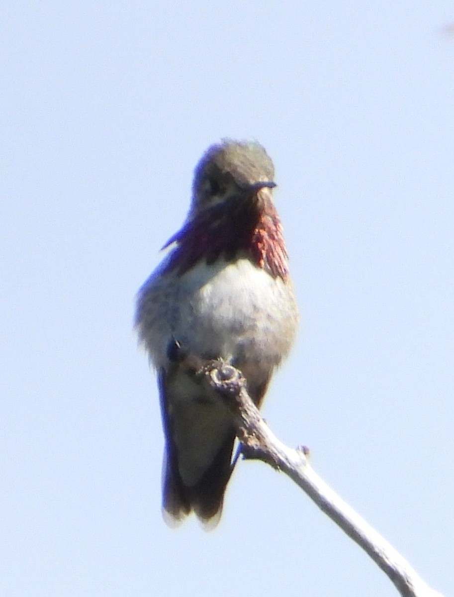 kalliopekolibri - ML641264045
