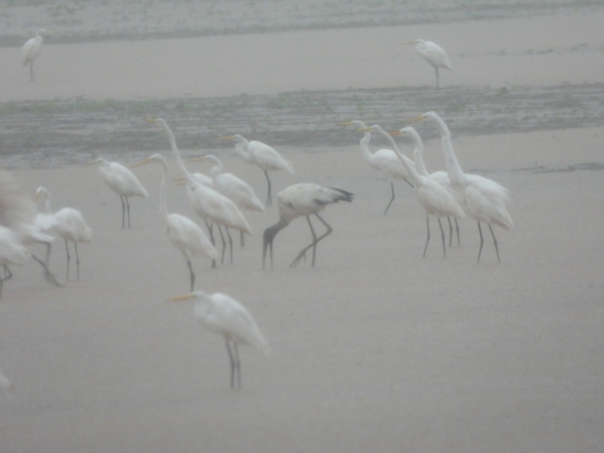 Wood Stork - ML641264095