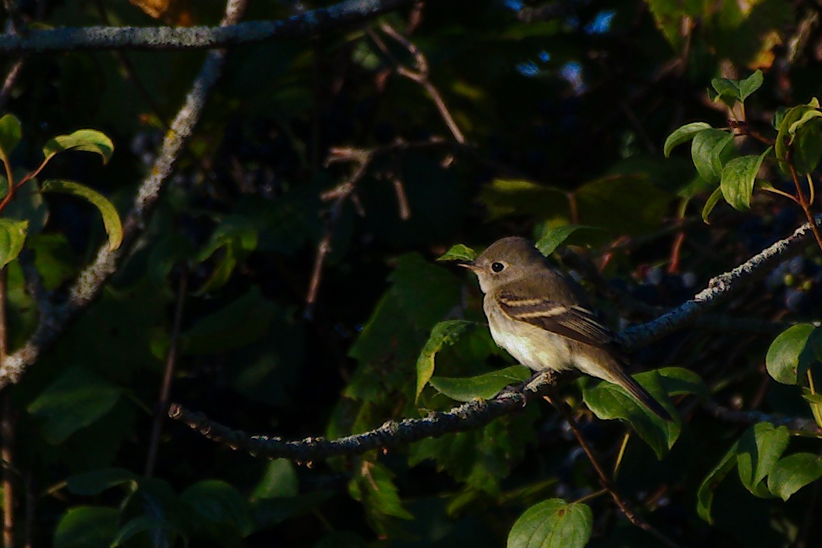 Yellow-bellied Flycatcher - ML641264105