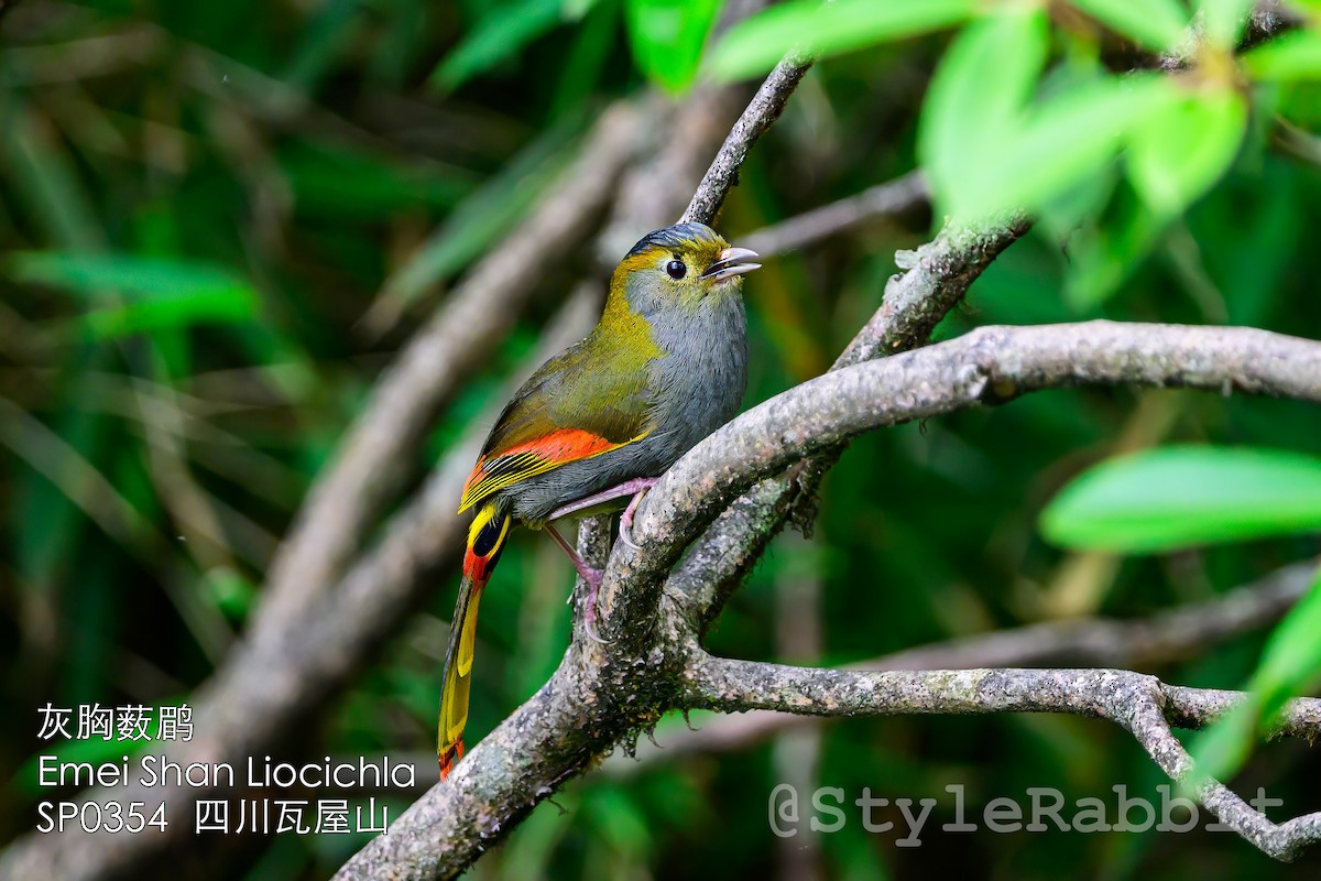 Emei Shan Liocichla - ML641264118