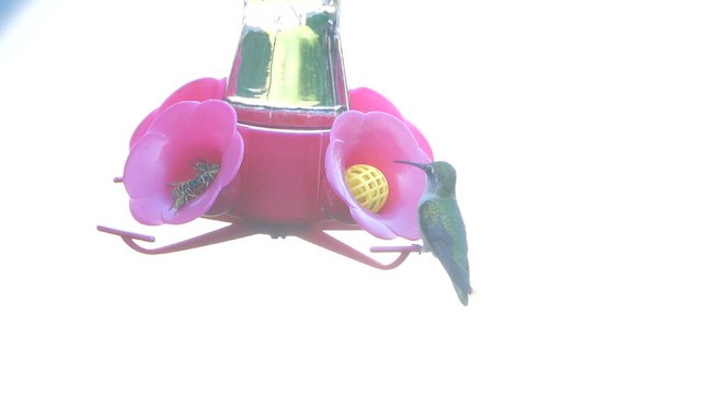 Ruby-throated Hummingbird - ML641264126